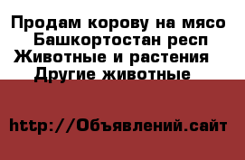Продам корову на мясо - Башкортостан респ. Животные и растения » Другие животные   